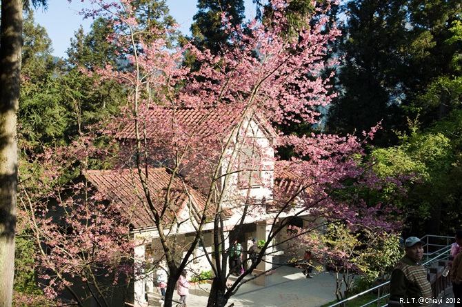 2012嘉義阿里山森林遊樂園‧櫻花季+吉野櫻花盛開+日出+小火車 (73)