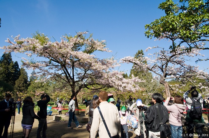 2012嘉義阿里山森林遊樂園‧櫻花季+吉野櫻花盛開+日出+小火車 (108)