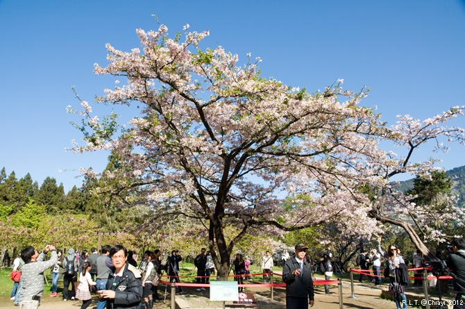 2012嘉義阿里山森林遊樂園‧櫻花季+吉野櫻花盛開+日出+小火車 (115)