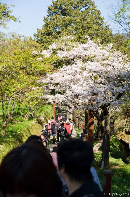 2012嘉義阿里山森林遊樂園‧櫻花季+吉野櫻花盛開+日出+小火車 (120)