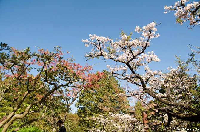 2012嘉義阿里山森林遊樂園‧櫻花季+吉野櫻花盛開+日出+小火車 (126)