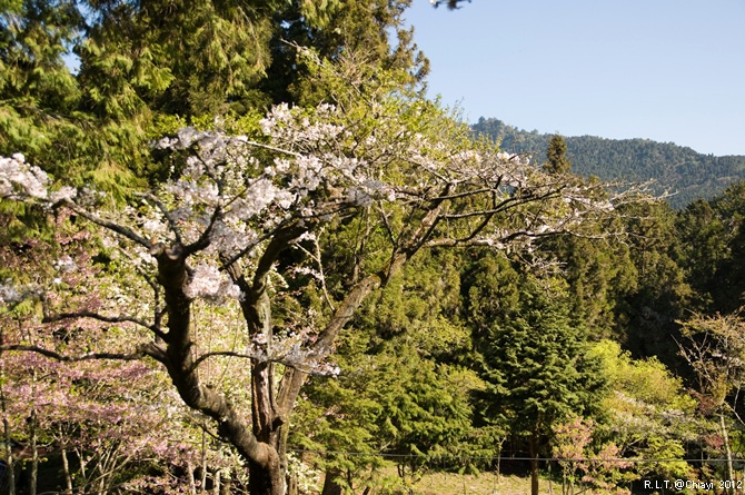 2012嘉義阿里山森林遊樂園‧櫻花季+吉野櫻花盛開+日出+小火車 (129)