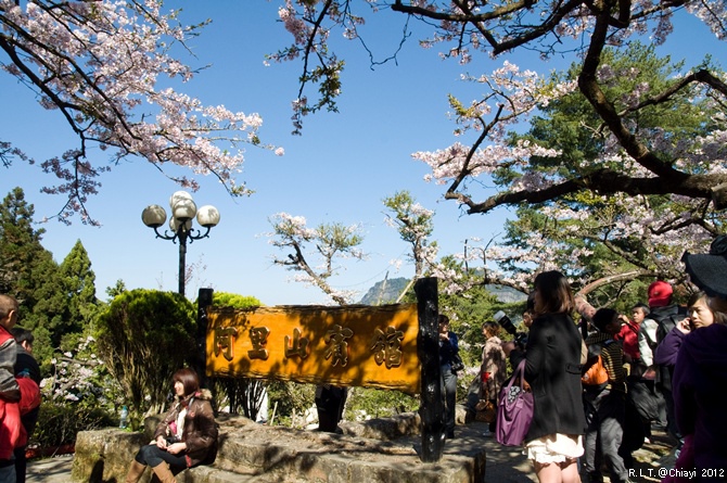 2012嘉義阿里山森林遊樂園‧櫻花季+吉野櫻花盛開+日出+小火車 (133)