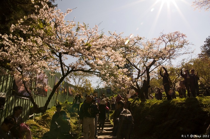 2012嘉義阿里山森林遊樂園‧櫻花季+吉野櫻花盛開+日出+小火車 (135)