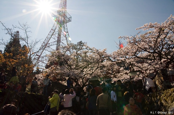 2012嘉義阿里山森林遊樂園‧櫻花季+吉野櫻花盛開+日出+小火車 (136)