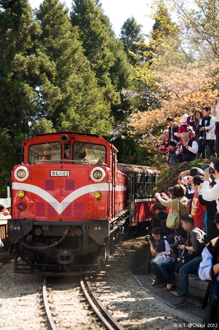 2012嘉義阿里山森林遊樂園‧櫻花季+吉野櫻花盛開+日出+小火車 (146)