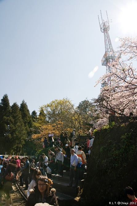 2012嘉義阿里山森林遊樂園‧櫻花季+吉野櫻花盛開+日出+小火車 (147)