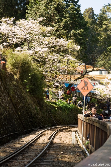 2012嘉義阿里山森林遊樂園‧櫻花季+吉野櫻花盛開+日出+小火車 (157)