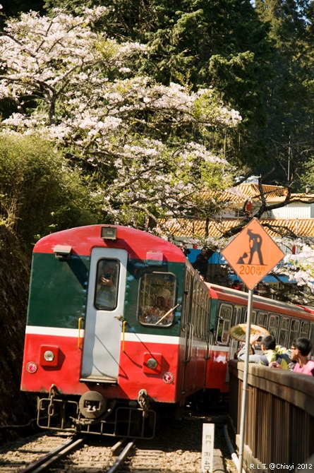 2012嘉義阿里山森林遊樂園‧櫻花季+吉野櫻花盛開+日出+小火車 (162)