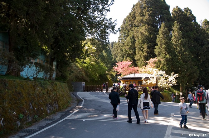 2012嘉義阿里山森林遊樂園‧櫻花季+吉野櫻花盛開+日出+小火車 (163)