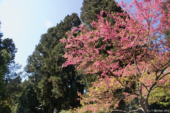 2012嘉義阿里山森林遊樂園‧櫻花季+吉野櫻花盛開+日出+小火車 (166)