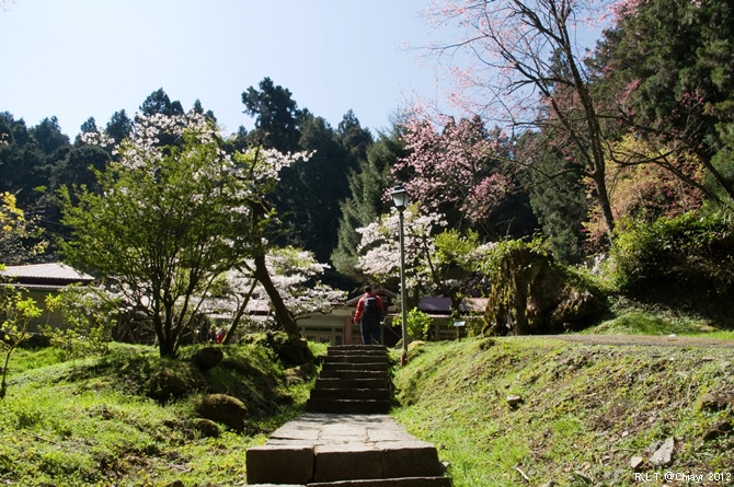 2012嘉義阿里山森林遊樂園‧櫻花季+吉野櫻花盛開+日出+小火車 (168)