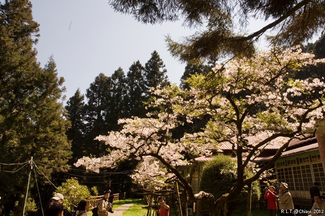 2012嘉義阿里山森林遊樂園‧櫻花季+吉野櫻花盛開+日出+小火車 (170)