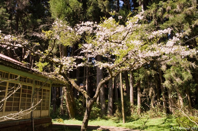 2012嘉義阿里山森林遊樂園‧櫻花季+吉野櫻花盛開+日出+小火車 (171)