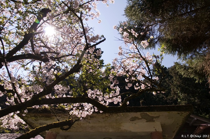 2012嘉義阿里山森林遊樂園‧櫻花季+吉野櫻花盛開+日出+小火車 (174)