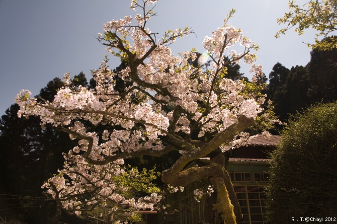 2012嘉義阿里山森林遊樂園‧櫻花季+吉野櫻花盛開+日出+小火車 (179)