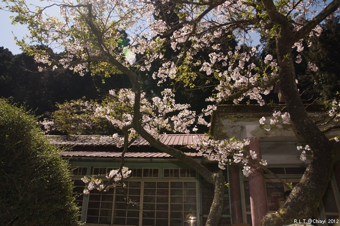 2012嘉義阿里山森林遊樂園‧櫻花季+吉野櫻花盛開+日出+小火車 (180)