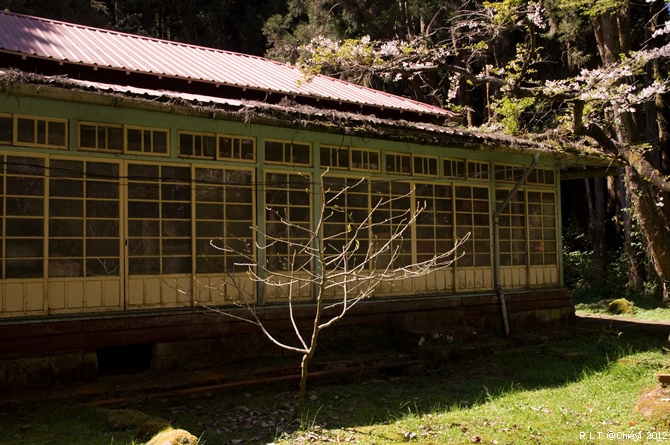 2012嘉義阿里山森林遊樂園‧櫻花季+吉野櫻花盛開+日出+小火車 (182)