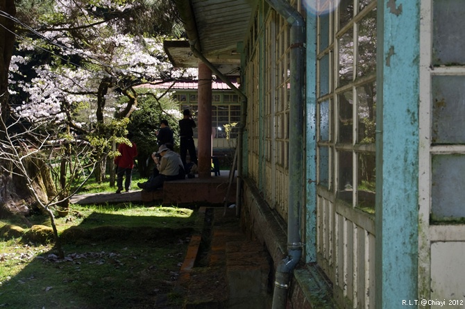 2012嘉義阿里山森林遊樂園‧櫻花季+吉野櫻花盛開+日出+小火車 (183)