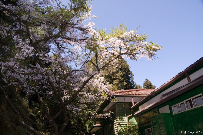 2012嘉義阿里山森林遊樂園‧櫻花季+吉野櫻花盛開+日出+小火車 (187)