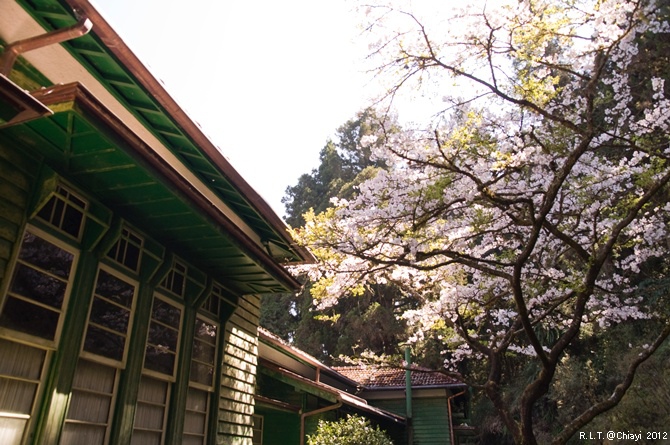 2012嘉義阿里山森林遊樂園‧櫻花季+吉野櫻花盛開+日出+小火車 (191)