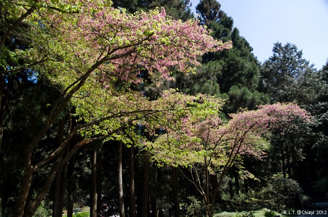 2012嘉義阿里山森林遊樂園‧櫻花季+吉野櫻花盛開+日出+小火車 (193)