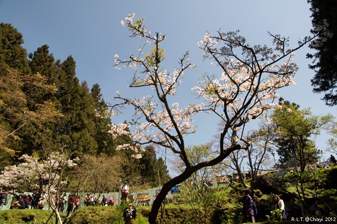 2012嘉義阿里山森林遊樂園‧櫻花季+吉野櫻花盛開+日出+小火車 (194)