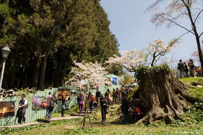 2012嘉義阿里山森林遊樂園‧櫻花季+吉野櫻花盛開+日出+小火車 (195)