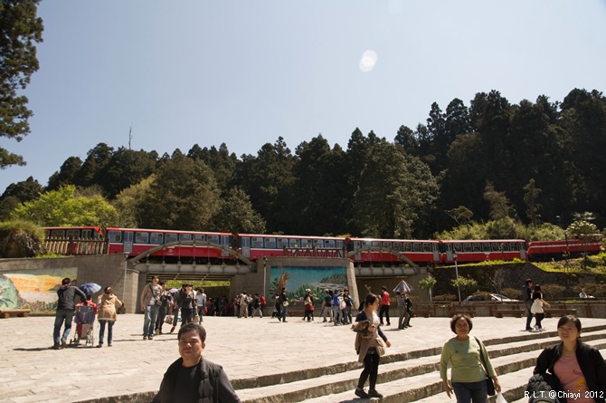 2012嘉義阿里山森林遊樂園‧櫻花季+吉野櫻花盛開+日出+小火車 (196)