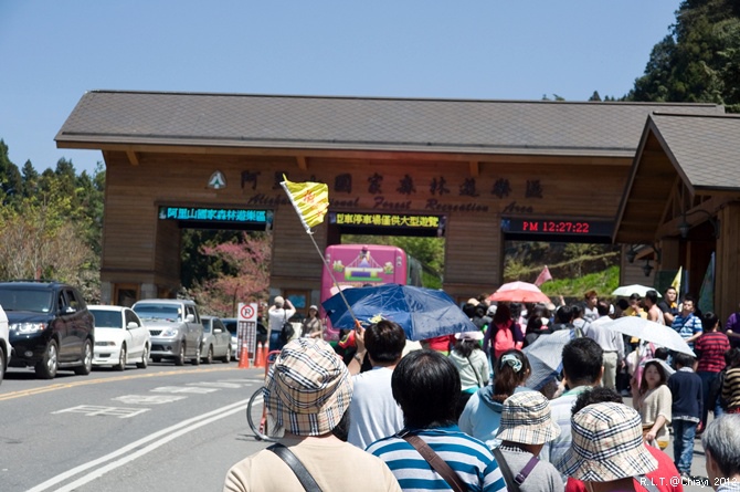 2012嘉義阿里山森林遊樂園‧櫻花季+吉野櫻花盛開+日出+小火車 (203)