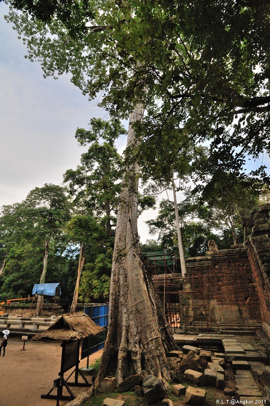 2011 吳哥窟-塔普倫神廟Taprohm Temple-古墓奇兵 安潔安潔莉娜裘莉 (14)