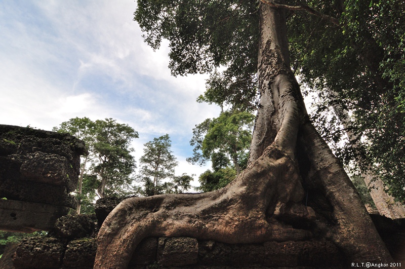 2011 吳哥窟-塔普倫神廟Taprohm Temple-古墓奇兵 安潔安潔莉娜裘莉 (20)