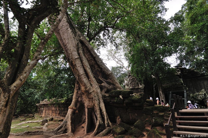 2011 吳哥窟-塔普倫神廟Taprohm Temple-古墓奇兵 安潔安潔莉娜裘莉 (23)