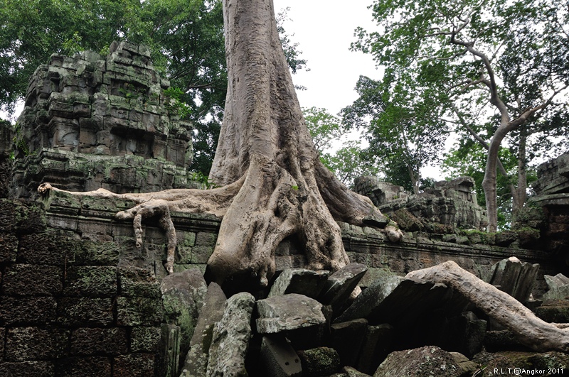 2011 吳哥窟-塔普倫神廟Taprohm Temple-古墓奇兵 安潔安潔莉娜裘莉 (46)