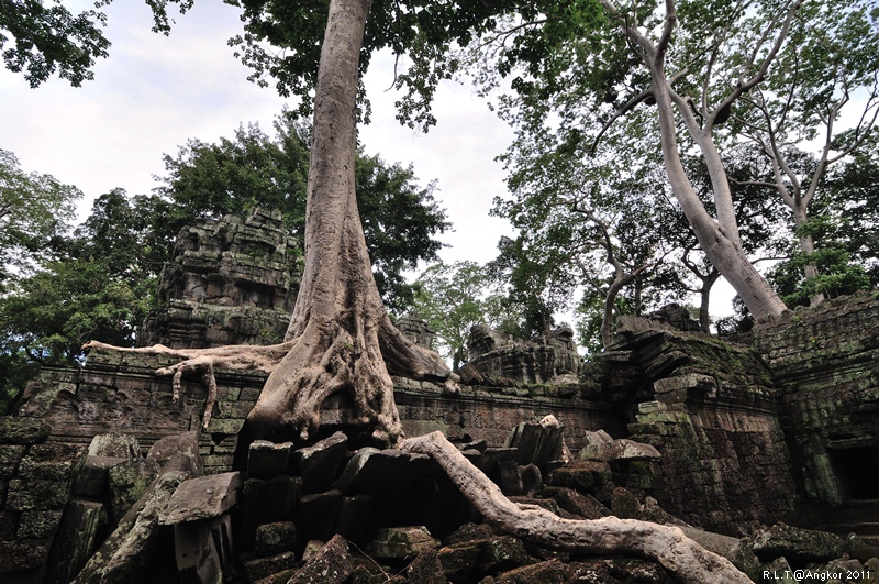 2011 吳哥窟-塔普倫神廟Taprohm Temple-古墓奇兵 安潔安潔莉娜裘莉 (47)