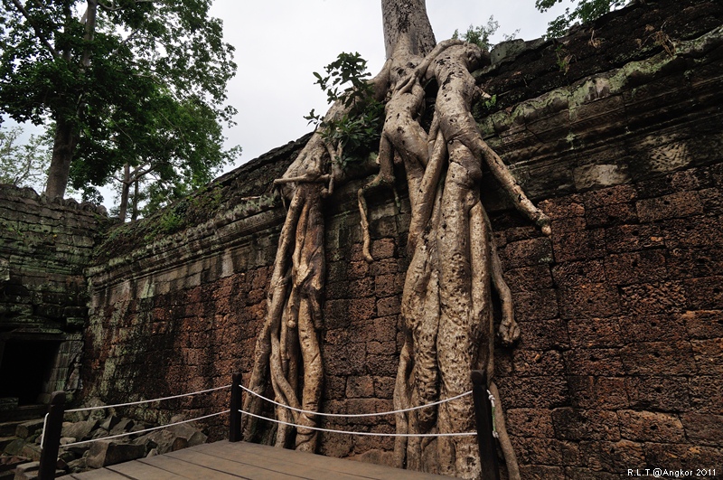 2011 吳哥窟-塔普倫神廟Taprohm Temple-古墓奇兵 安潔安潔莉娜裘莉 (58)