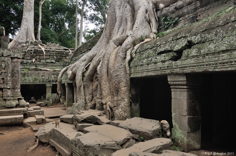 2011 吳哥窟-塔普倫神廟Taprohm Temple-古墓奇兵 安潔安潔莉娜裘莉 (69)