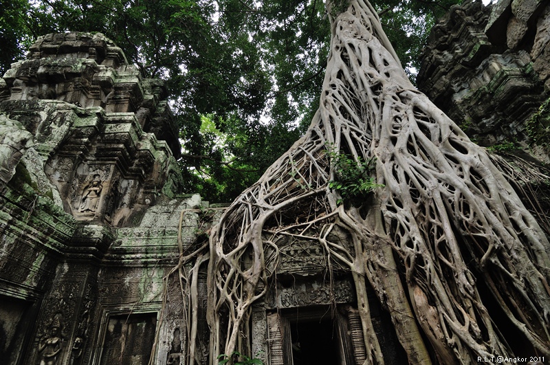 2011 吳哥窟-塔普倫神廟Taprohm Temple-古墓奇兵 安潔安潔莉娜裘莉 (75)