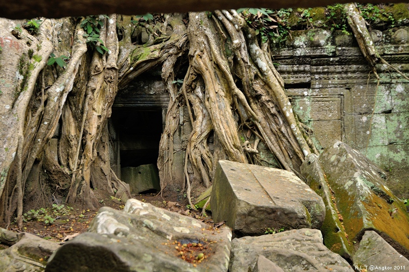 2011 吳哥窟-塔普倫神廟Taprohm Temple-古墓奇兵 安潔安潔莉娜裘莉 (81)