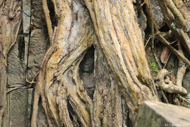 2011 吳哥窟-塔普倫神廟Taprohm Temple-古墓奇兵 安潔安潔莉娜裘莉 (94)