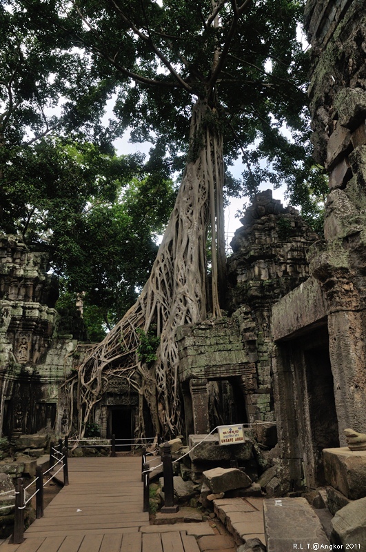 2011 吳哥窟-塔普倫神廟Taprohm Temple-古墓奇兵 安潔安潔莉娜裘莉 (98)