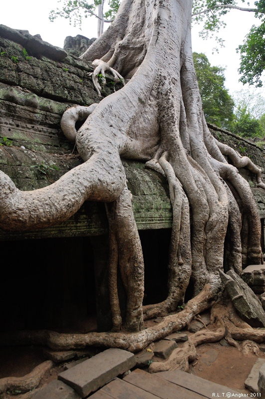 2011 吳哥窟-塔普倫神廟Taprohm Temple-古墓奇兵 安潔安潔莉娜裘莉 (106)