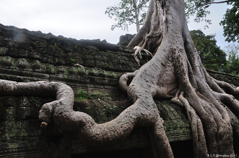 2011 吳哥窟-塔普倫神廟Taprohm Temple-古墓奇兵 安潔安潔莉娜裘莉 (110)