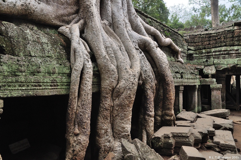 2011 吳哥窟-塔普倫神廟Taprohm Temple-古墓奇兵 安潔安潔莉娜裘莉 (112)