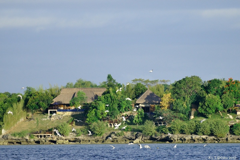 2012-CEBU菲律賓宿霧薄荷島-海豚迷蹤-D3+D300S (7)