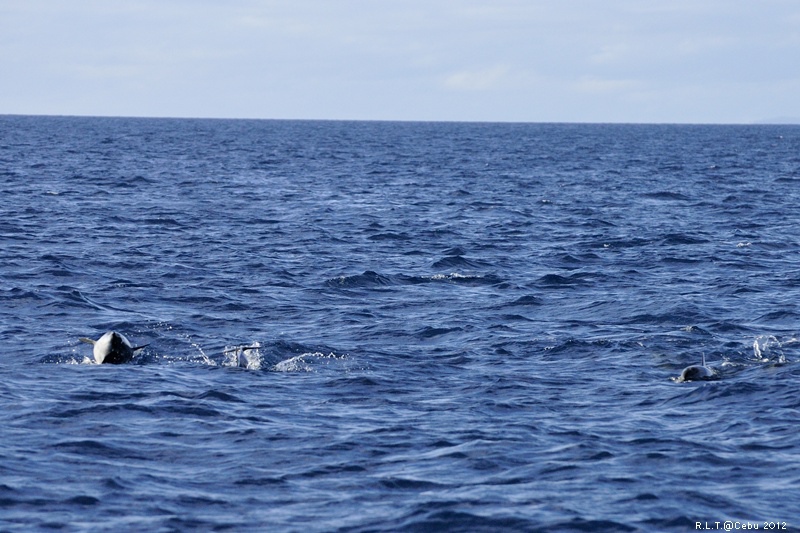 2012-CEBU菲律賓宿霧薄荷島-海豚迷蹤-D3+D300S (14)