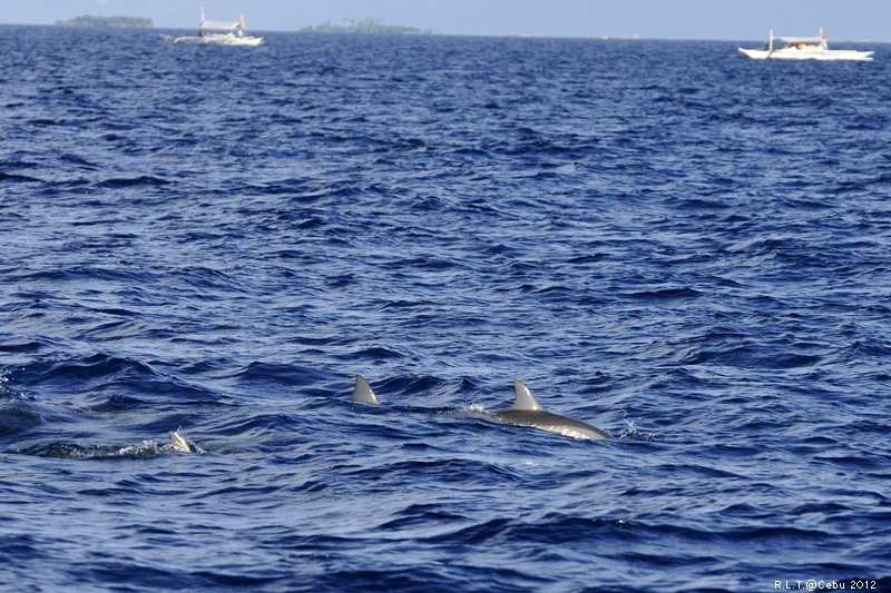 2012-CEBU菲律賓宿霧薄荷島-海豚迷蹤-D3+D300S (15)