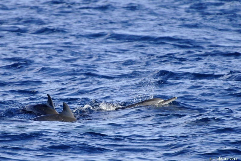 2012-CEBU菲律賓宿霧薄荷島-海豚迷蹤-D3+D300S (17)