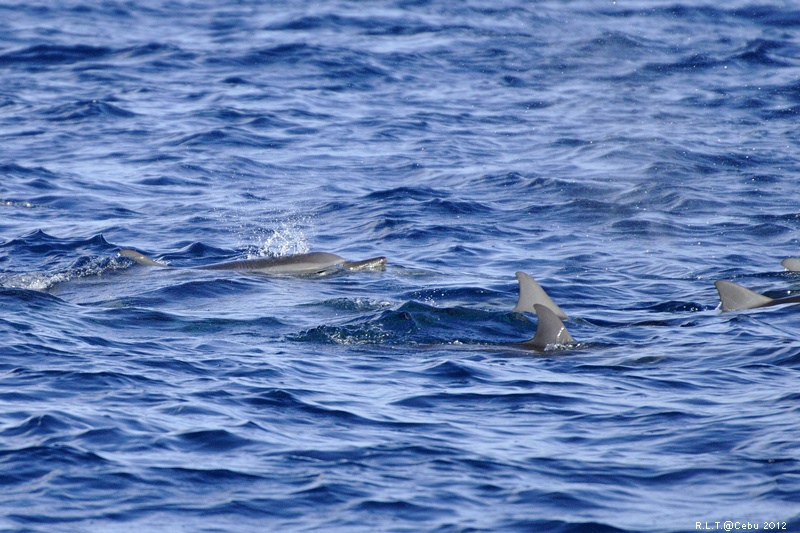 2012-CEBU菲律賓宿霧薄荷島-海豚迷蹤-D3+D300S (18)