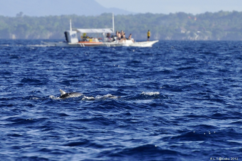 2012-CEBU菲律賓宿霧薄荷島-海豚迷蹤-D3+D300S (20)